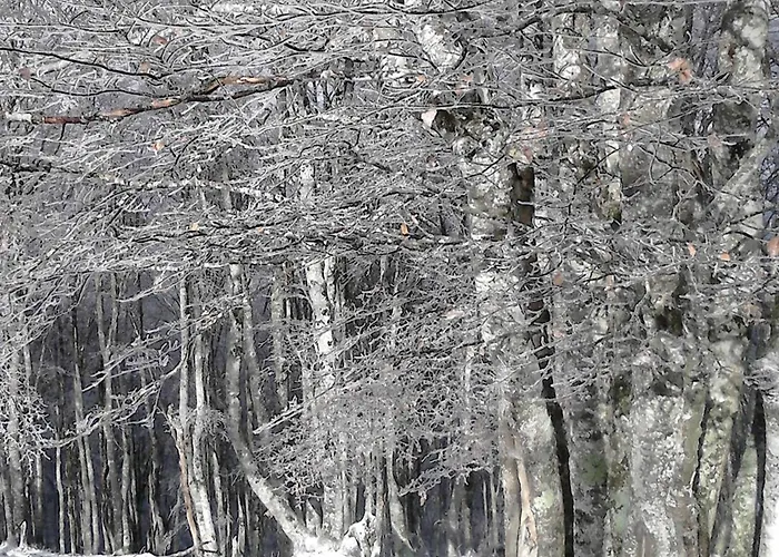 Type 2 Au Centre De Cauterets, 2/4 Pers. - Fr-1-234-333 Daire