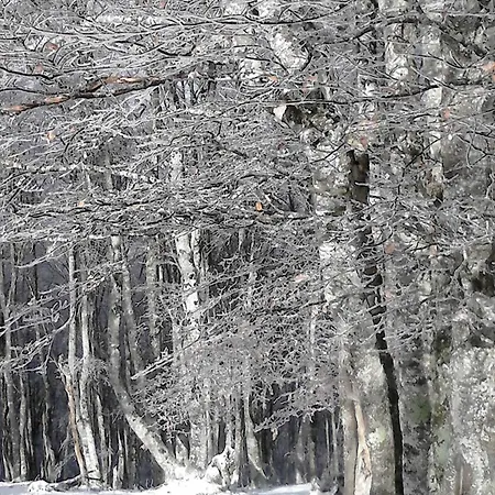 Type 2 Au Centre De Cauterets, 2/4 Pers. - Fr-1-234-333 Daire